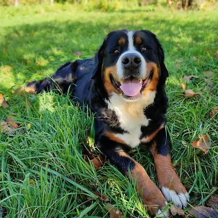 公寓 Unique Dutch Retro House 